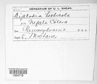 Image Associated With the Occurence